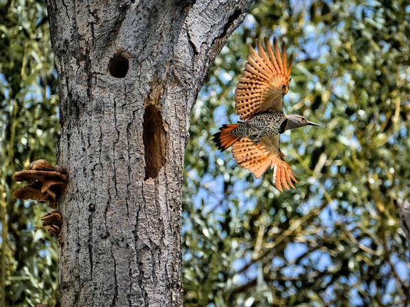 Northern Flicker by Andrew Wasik